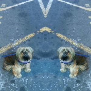 Meet your Posher, Sheila